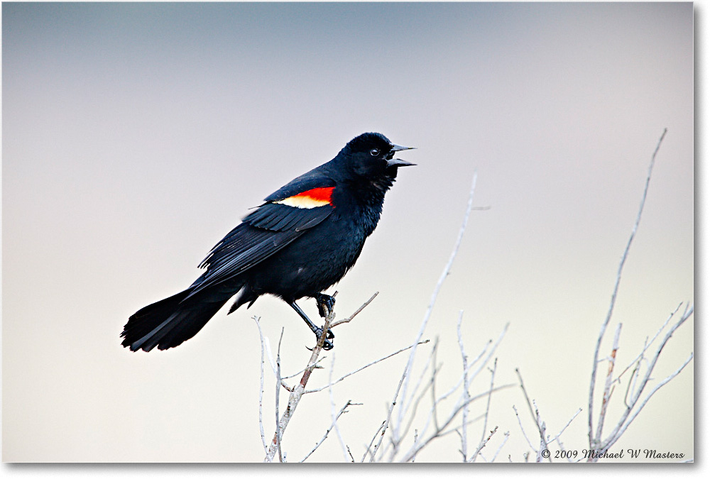 RedWingBlackbird_Assateague_2009May_1S3A0244 copy