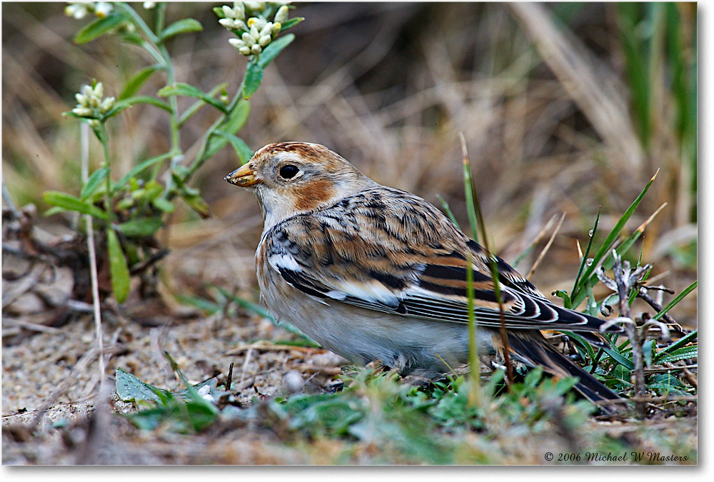 SnowBunting_ChincoNWR-sc_2006Nov_E0K0093 copy