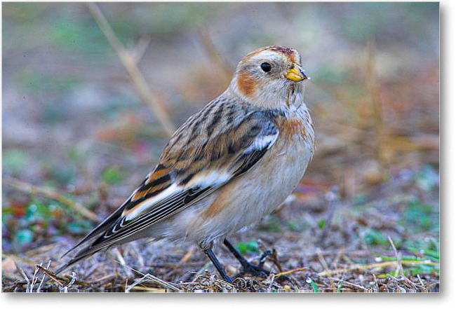 SnowBunting_Chincoteague_E0K0074