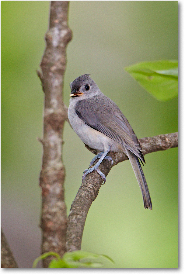 TuftedTitmouse-Virginia-2012May_D4B0471 copy