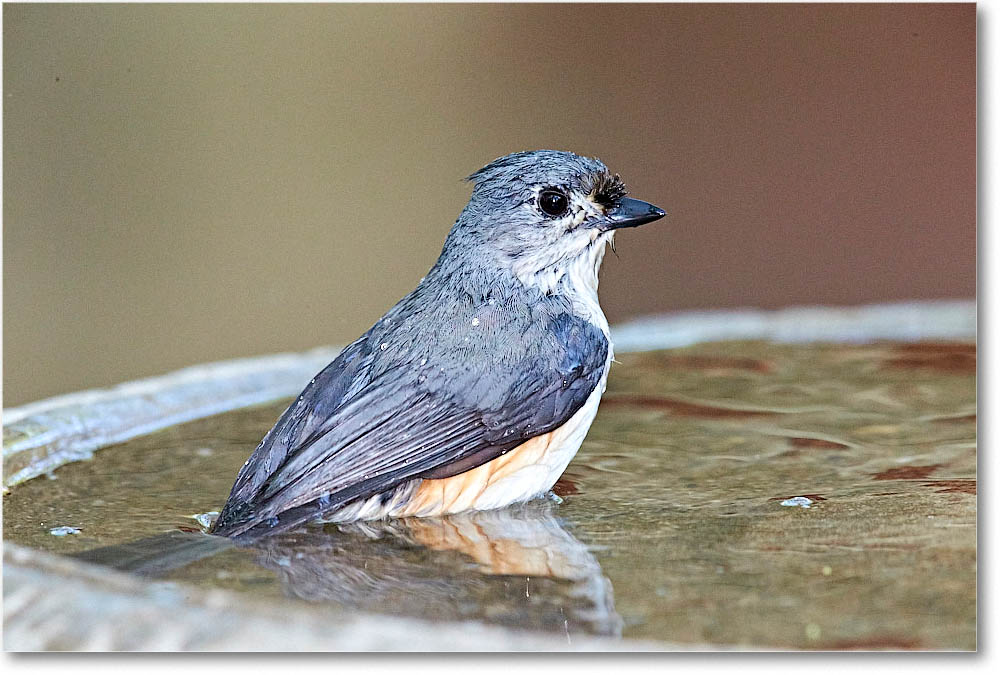 TuftedTitmouse_Virginia_2016Apr1DXA3844 copy