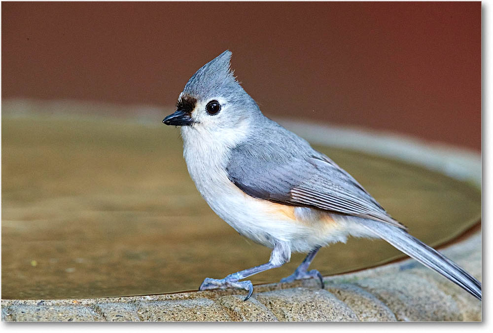 TuftedTitmouse_Virginia_2016Apr1DXA3863 copy