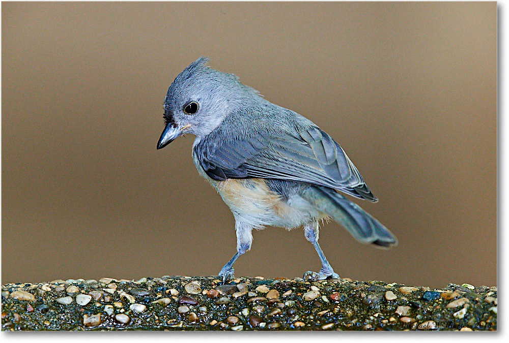TuftedTitmouse_Virginia_2018Jul_3DXA1716 copy