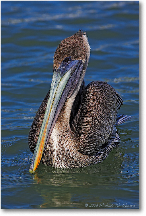 Brown PelicanJuvenile-PlacidaBay-2000Mar-Y2F6842