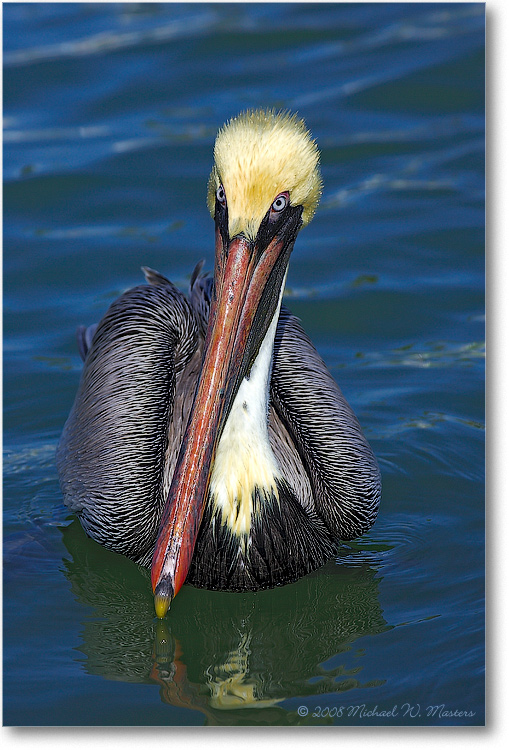 Brown-Pelican-PlacidaBay-2000Mar-Y2F7038