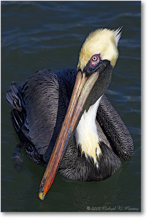 Brown-Pelican-PlacidaBay-2000Mar-Y2F7040 (Repair)