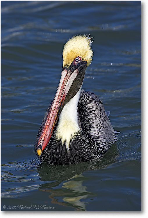 Brown-Pelican-PlacidaBay-2000Mar-Y2F7208