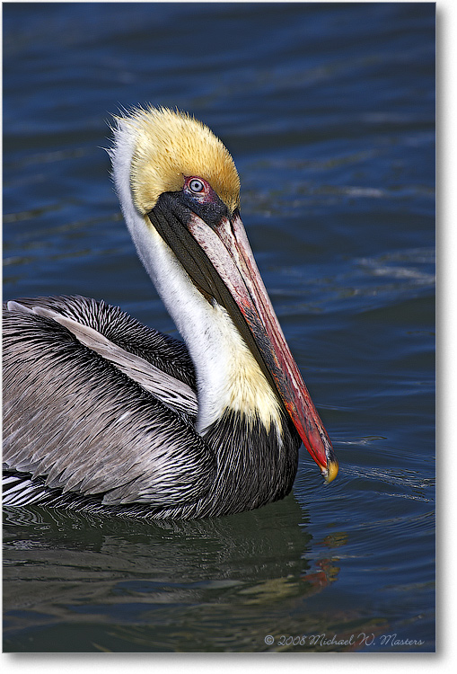 Brown-Pelican-PlacidaBay-2000Mar-Y2F7227
