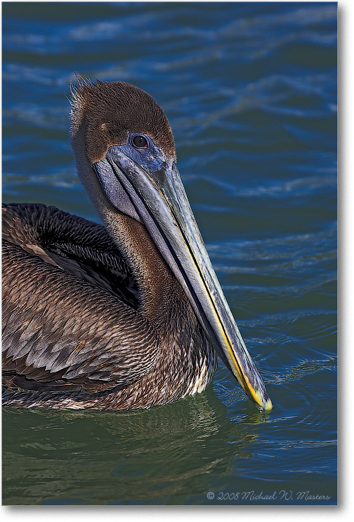 Brown-PelicanJuvenile-PlacidaBay-2000Mar-Y2F6938