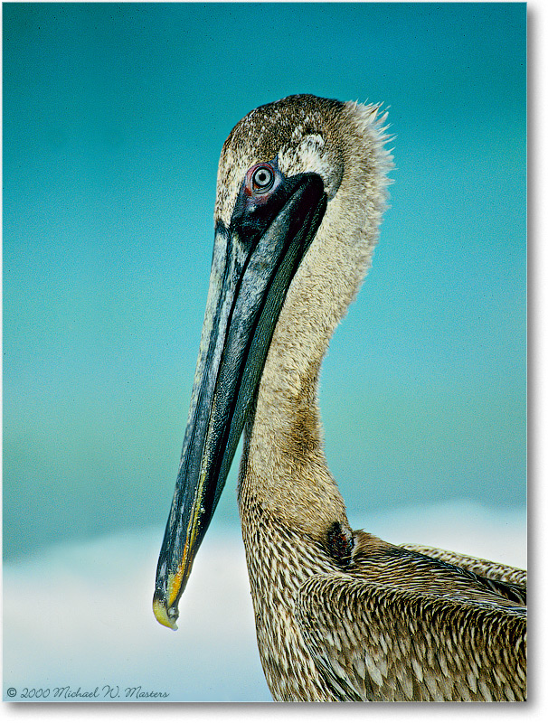 BrownPelican-SanibelIslandFL-2000Mar-9V1
