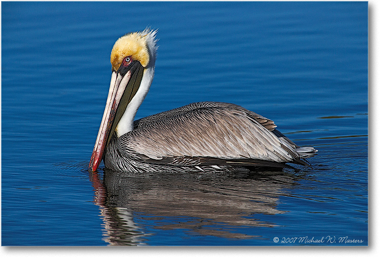 BrownPelican_DingDarlingFL_08Jan_1Ds2_E0K8367
