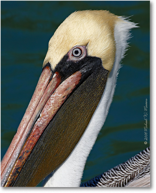 BrownPelican_LidoKeyFL_08Jan_1D3_08JA1178