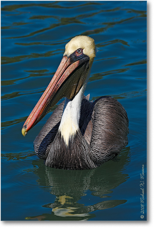 BrownPelican_LidoKeyFL_08Jan_1D3_08JA1229