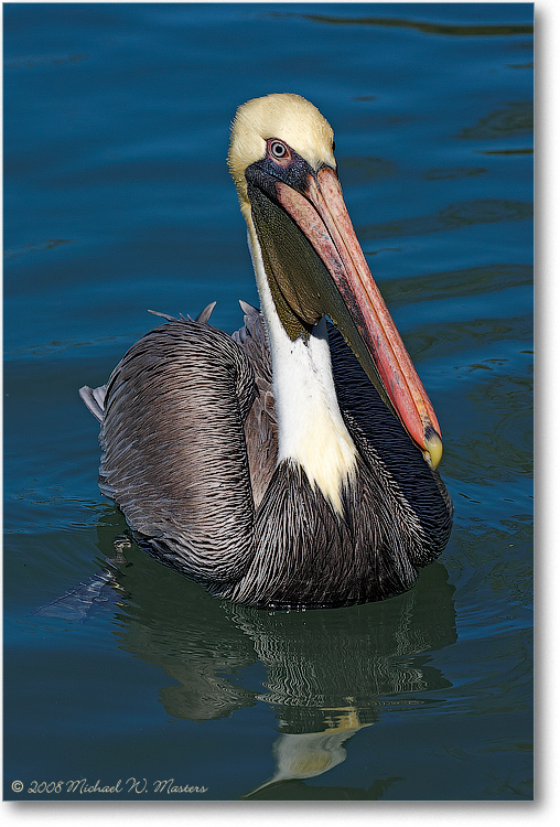 BrownPelican_LidoKeyFL_08Jan_1D3_08JA1232