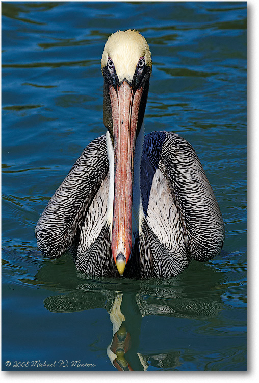 BrownPelican_LidoKeyFL_08Jan_1D3_08JA1234