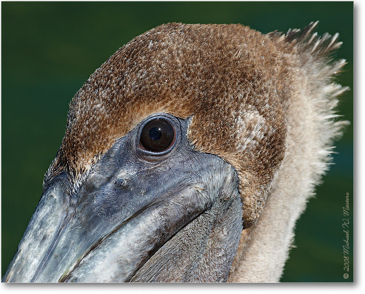 BrownPelican_LidoKeyFL_08Jan_1D3_08JA1422