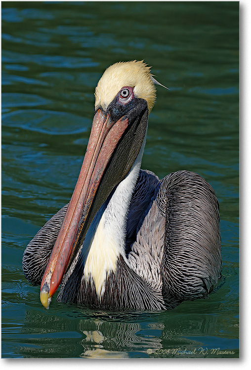 BrownPelican_LidoKeyFL_08Jan_1D3_08JA1433