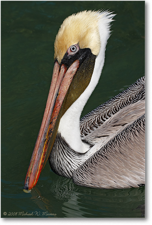 BrownPelican_LidoKeyFL_08Jan_1D3_08JA1473