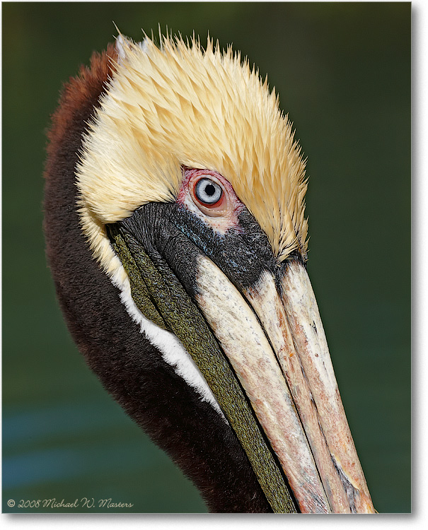 BrownPelican_LidoKeyFL_08Jan_1D3_08JA1505