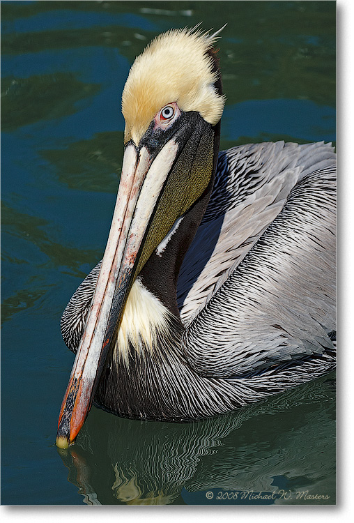BrownPelican_LidoKeyFL_08Jan_1D3_08JA1595