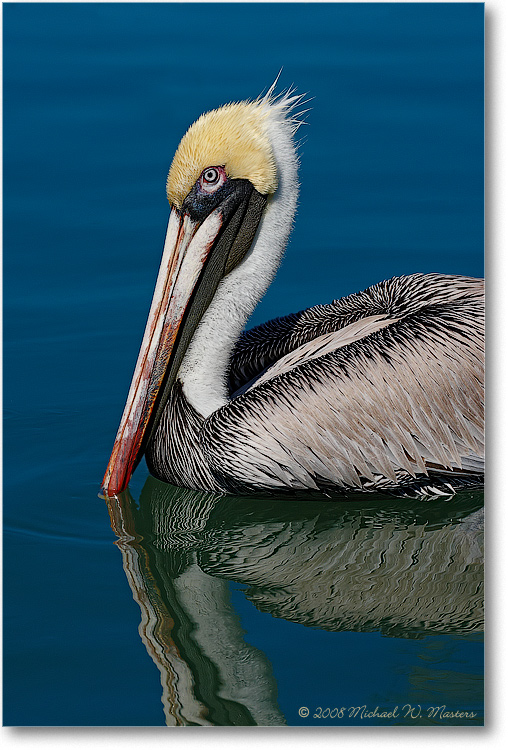 BrownPelican_LidoKeyFL_08Jan_1D3_08JA1603