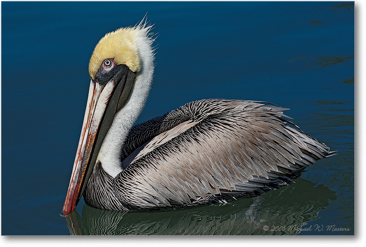 BrownPelican_LidoKeyFL_08Jan_1D3_08JA1615