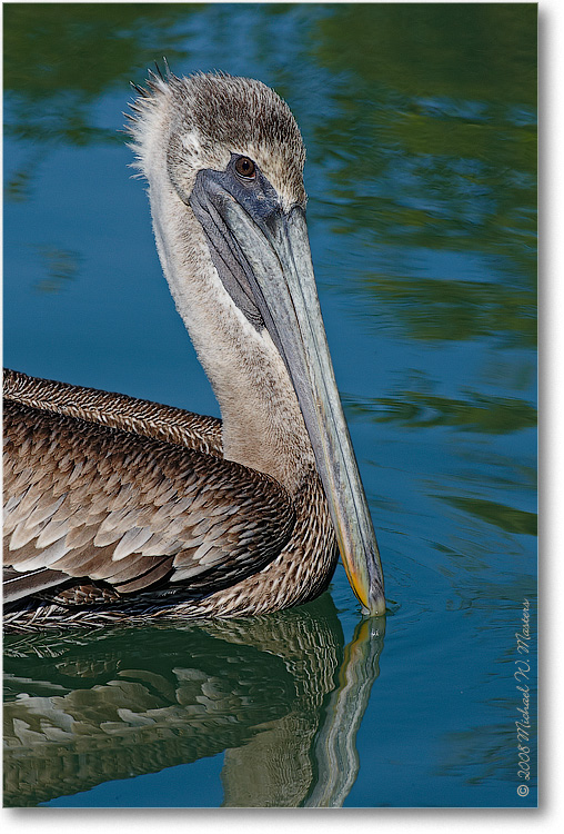 BrownPelican_LidoKeyFL_08Jan_1D3_08JA1747