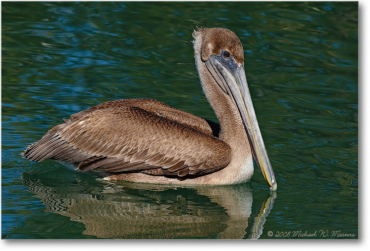 BrownPelican_LidoKeyFL_08Jan_1D3_08JA1821
