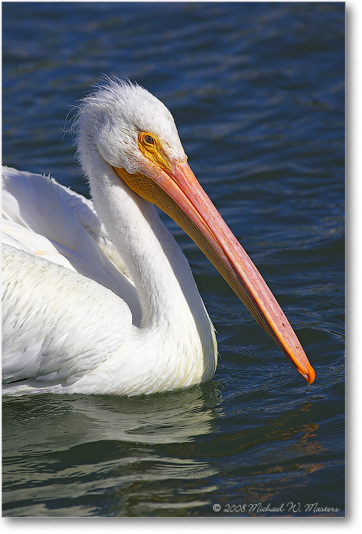 White-Pelican-PlacidaBay-2000Mar-Y2F6880