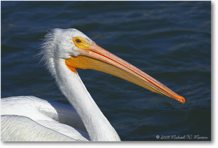 White-Pelican-PlacidaBay-2000Mar-Y2F7014