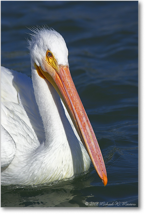 White-Pelican-PlacidaBay-2000Mar-Y2F7125