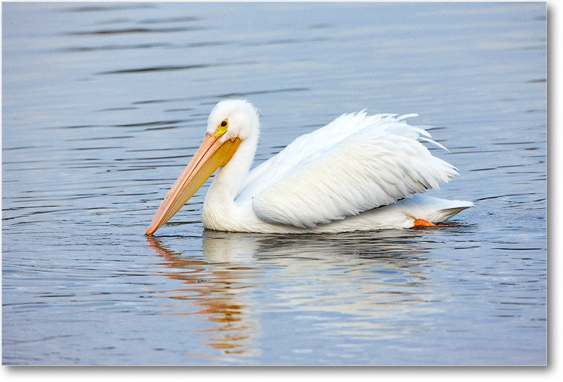 WhitePelican-MerrittNWR-2011Feb_S3A4692