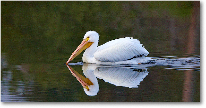 WhitePelican-MerrittNWR-2011Feb_S3A4699