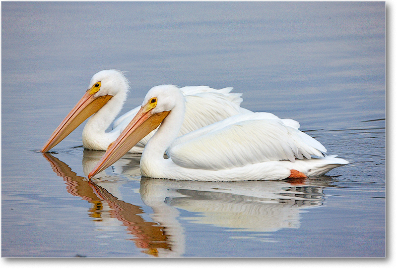 WhitePelicans-MerrittNWR-2011Feb_S3A4687