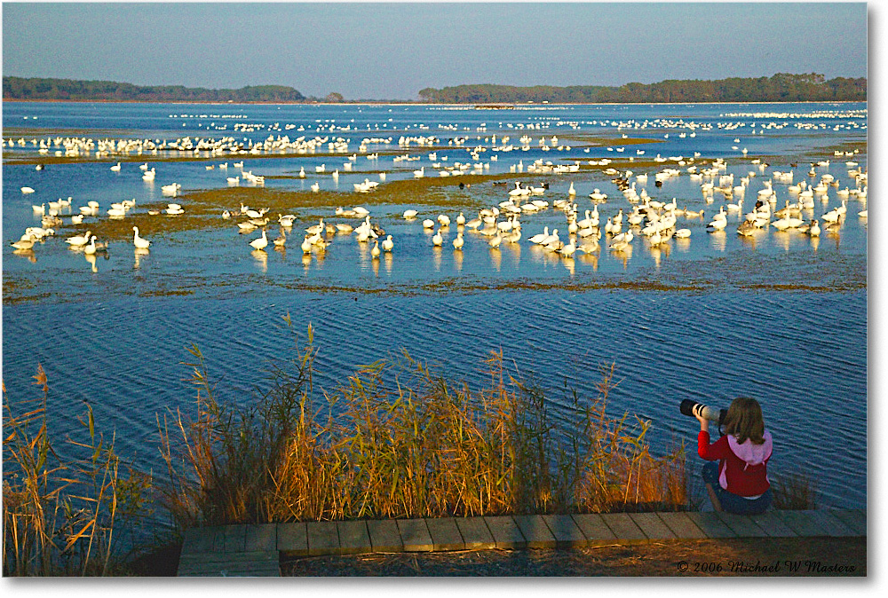 NatureWatcher_ChincoNWR-wll_2006Nov1FFT8548 copy
