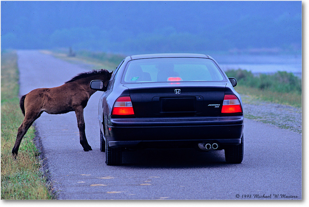 Pony&Car_ChincoNWR_1998Jun_F08 copy