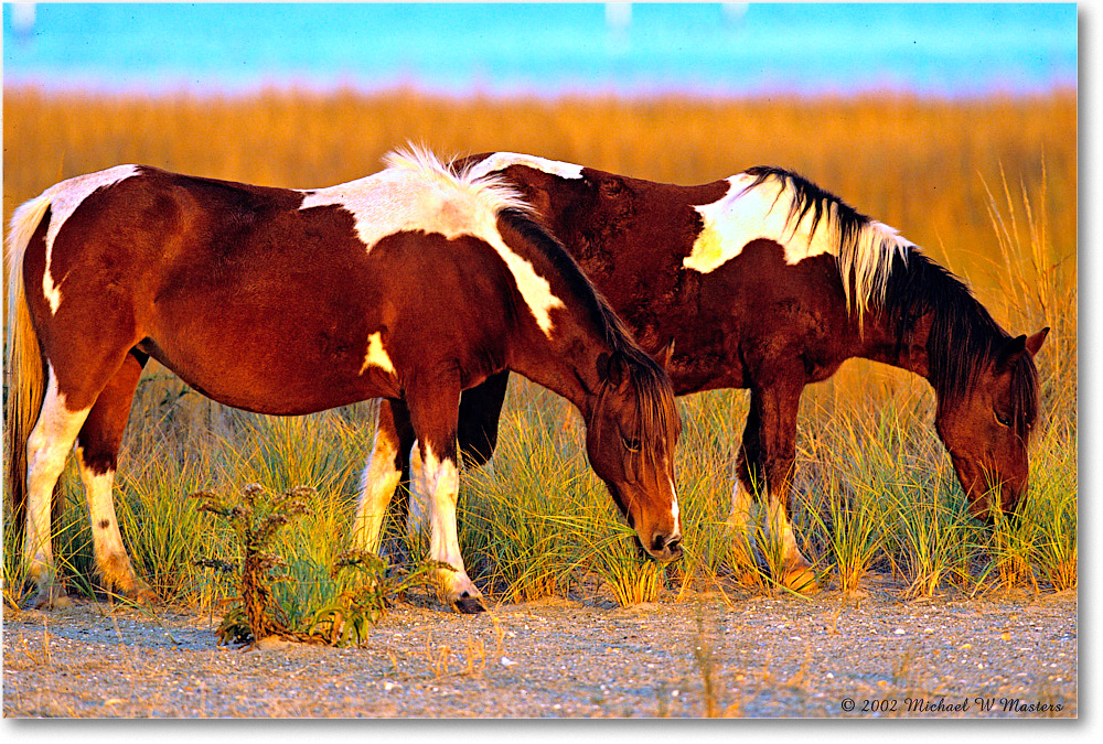 Ponies_Assateague_2002Nov_V19