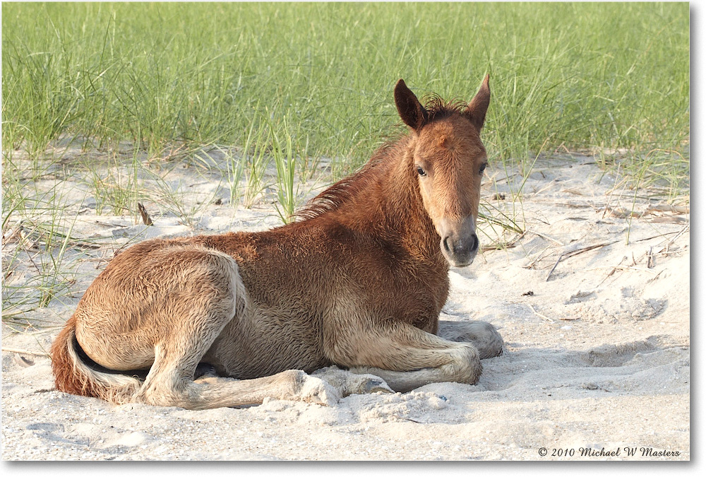 Ponies_Assateague_2010Jun_D4A0844