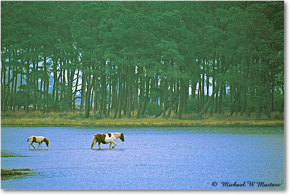 Ponies_ChincoNWR-bdp_2002Nov_PF2-36H copy