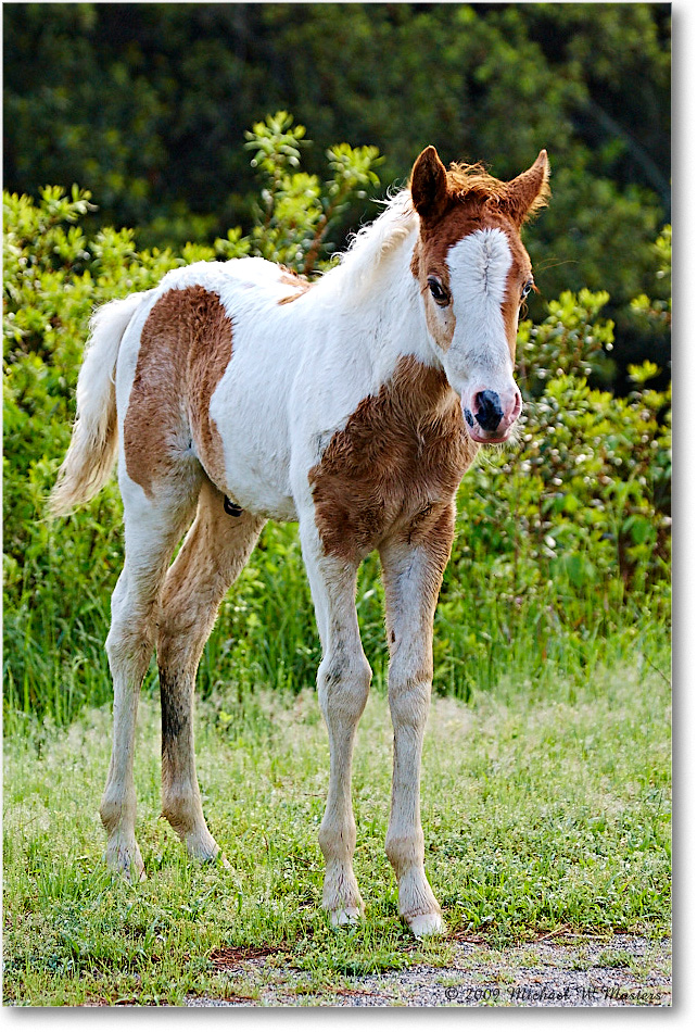 PonyFoal_ChincoNWR_2009May_1D3A0022