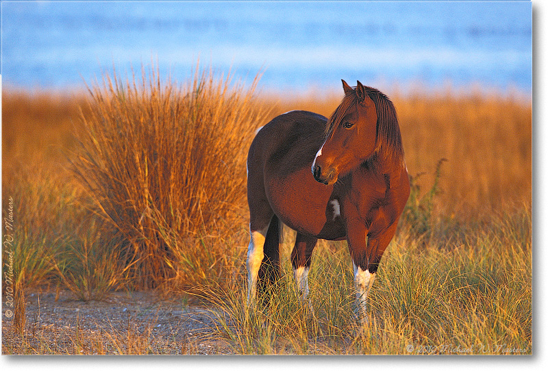Pony_Assateague_2002Nov_012-23H-P2