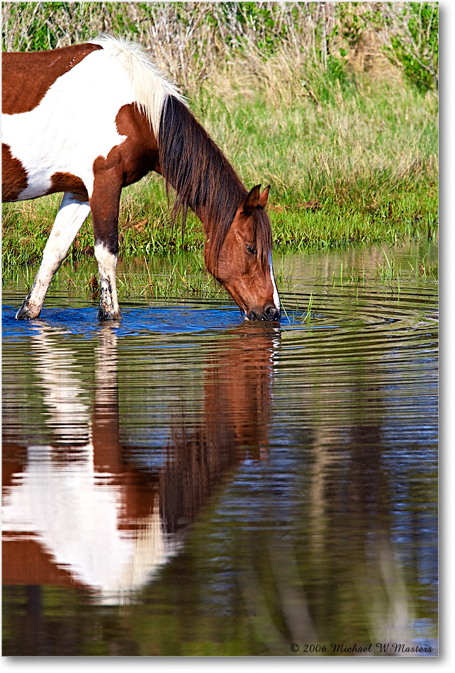 Pony_ChincoNWR-bdm_2006May_E0K9623