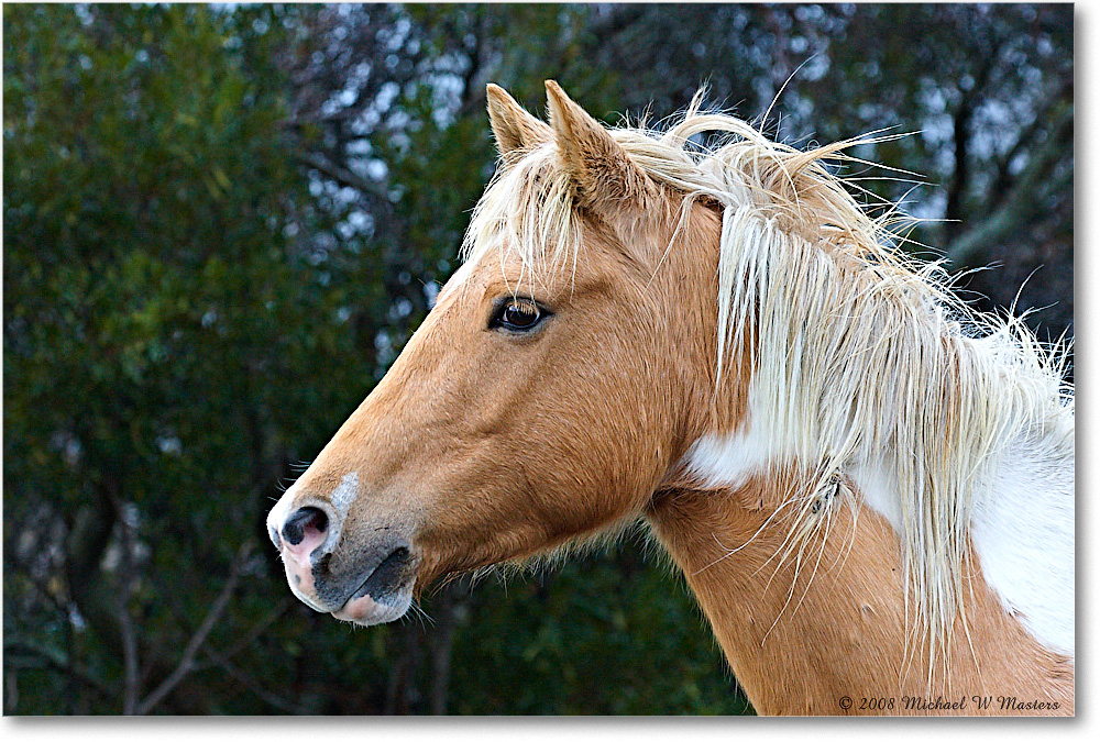 Pony_ChincoNWR-ea_2008Nov1D3A5386
