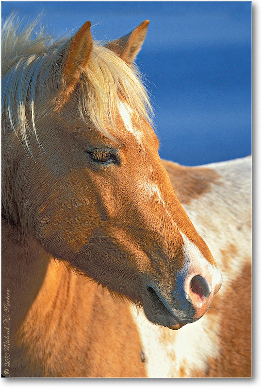 Pony_ChincoNWR_2002Nov_002-08V-V80