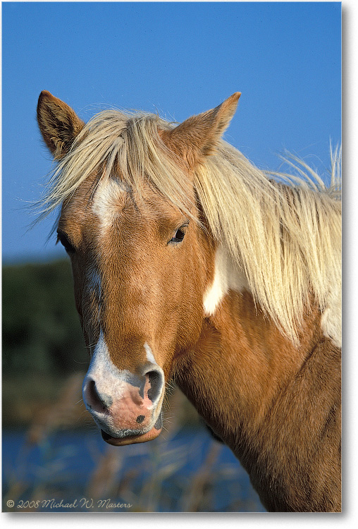Pony_ChincoNWR_2002Nov_V06