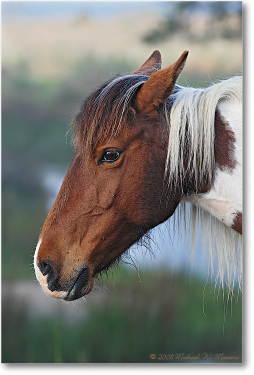 Pony_ChincoNWR_2009May_1D3A0010