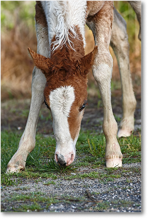 Pony_ChincoNWR_2009May_1D3A0038