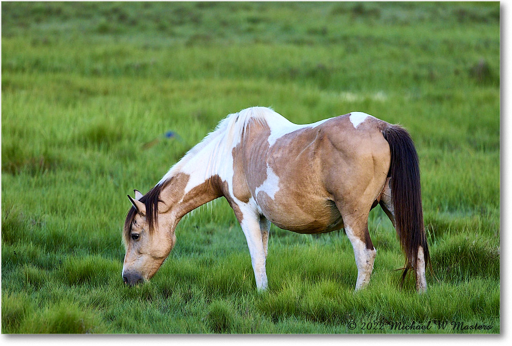 Pony_ChincoNWR_2022Jun_R5A07564 copy