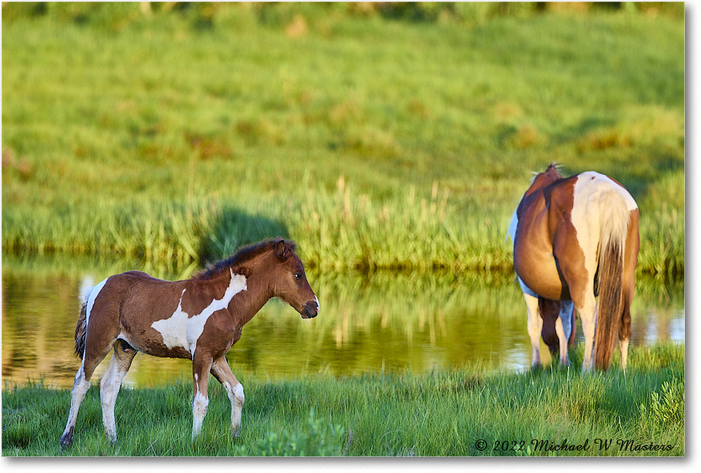 Pony_ChincoNWR_2022Jun_R5A07610 copy