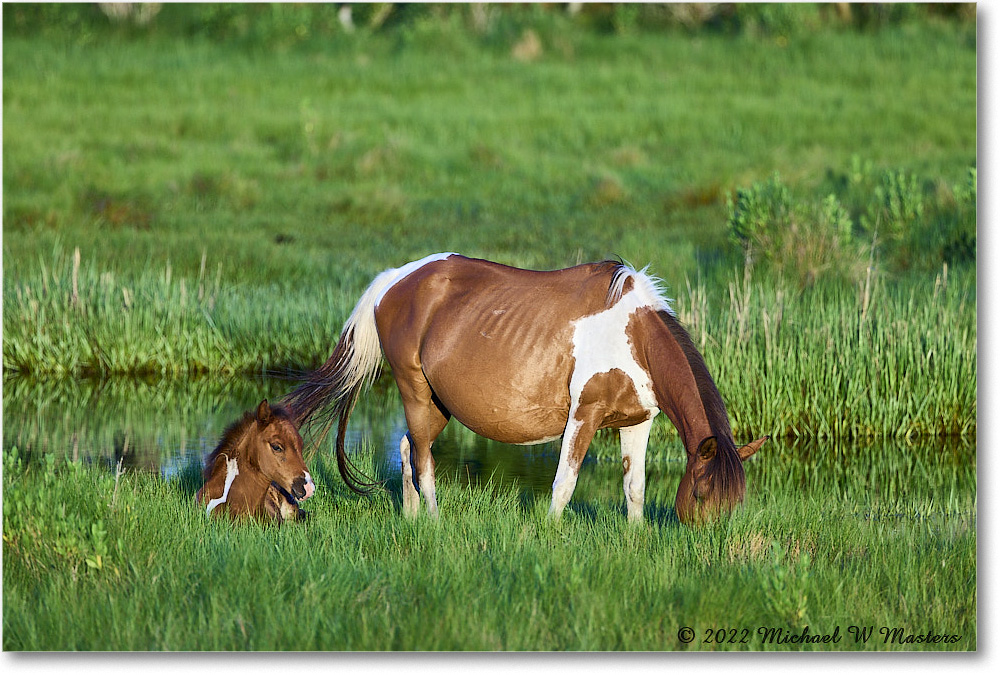 Pony_ChincoNWR_2022Jun_R5A07633 copy